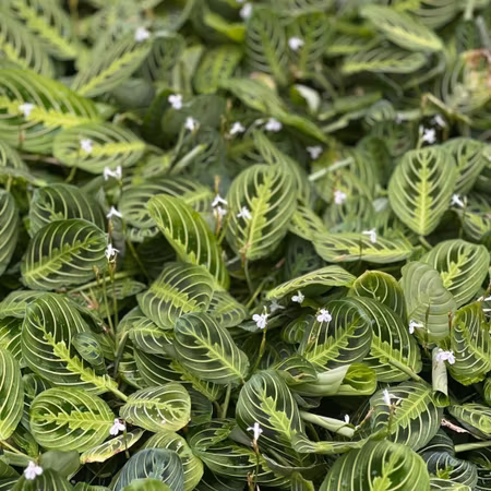 Maranta leucone 'Lemon Lime'