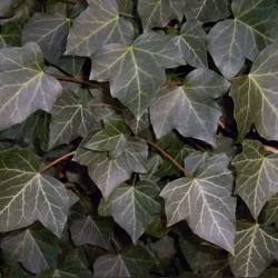 Hedera helix (Murgröna)