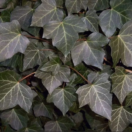Hedera helix (Murgröna)