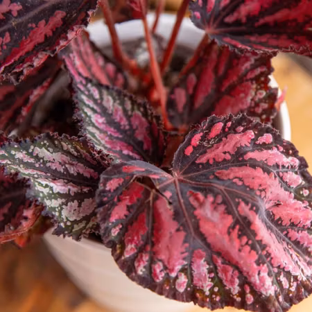 Begonia rex
