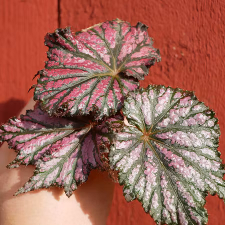 Begonia rex