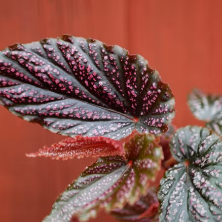 Begonia 'Pink Polka Dot'
