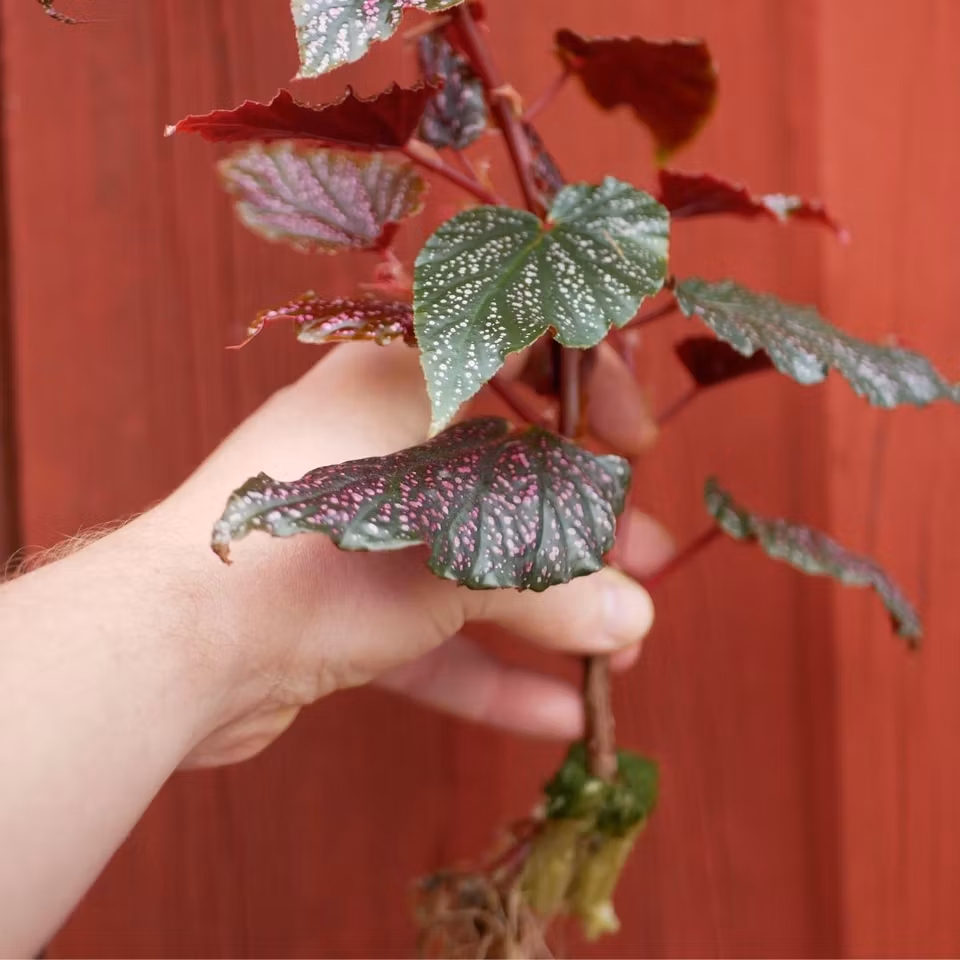 Begonia 'Pink Polka Dot'