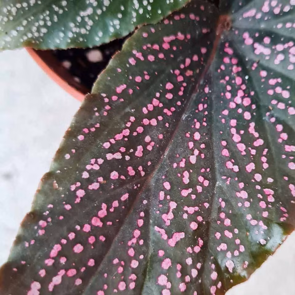 Begonia 'Pink Polka Dot'