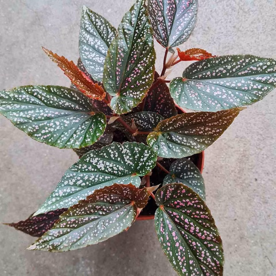 Begonia 'Pink Polka Dot'