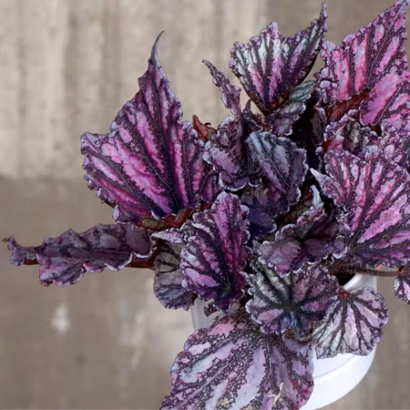 Begonia rex 'Dew Drop'