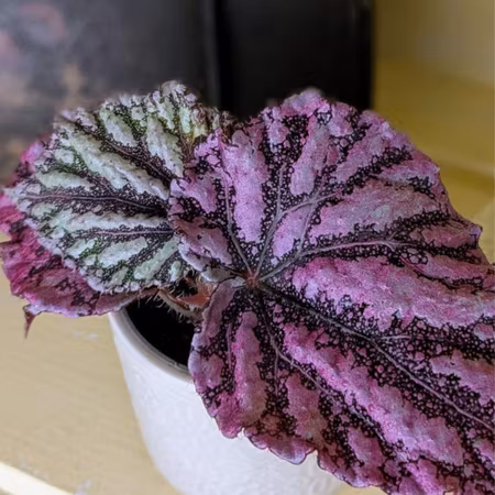 Begonia rex 'Dew Drop'