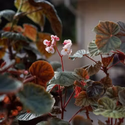 Begonia oldemor 'Herrgårds'