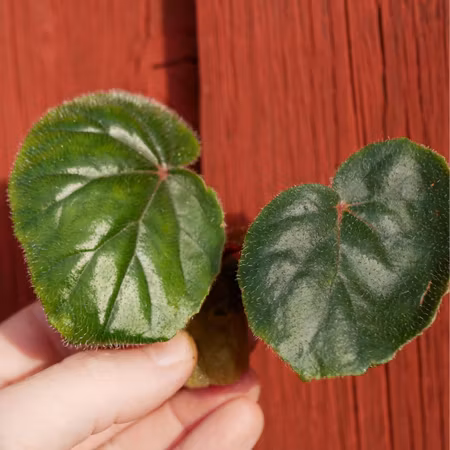 Begonia oldemor 'Herrgårds'