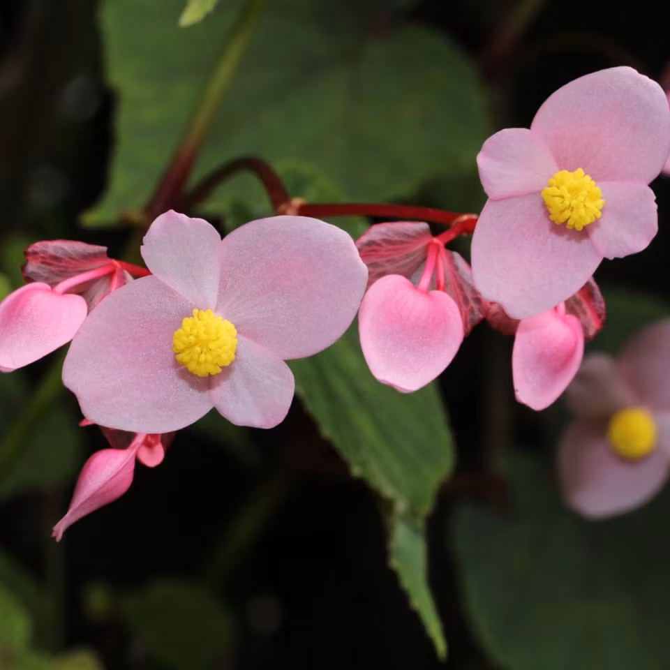 Begonia grandis