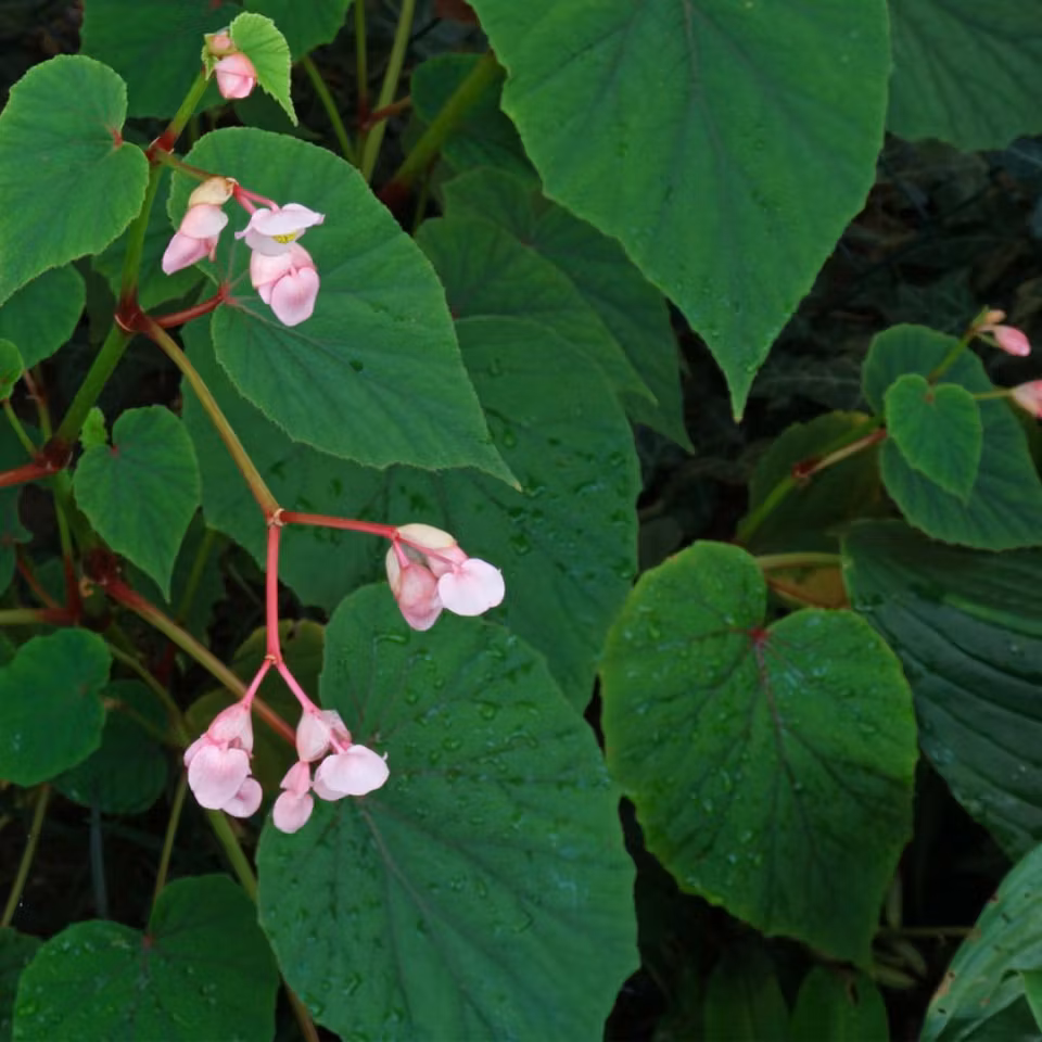 Begonia grandis