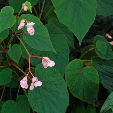 Begonia grandis