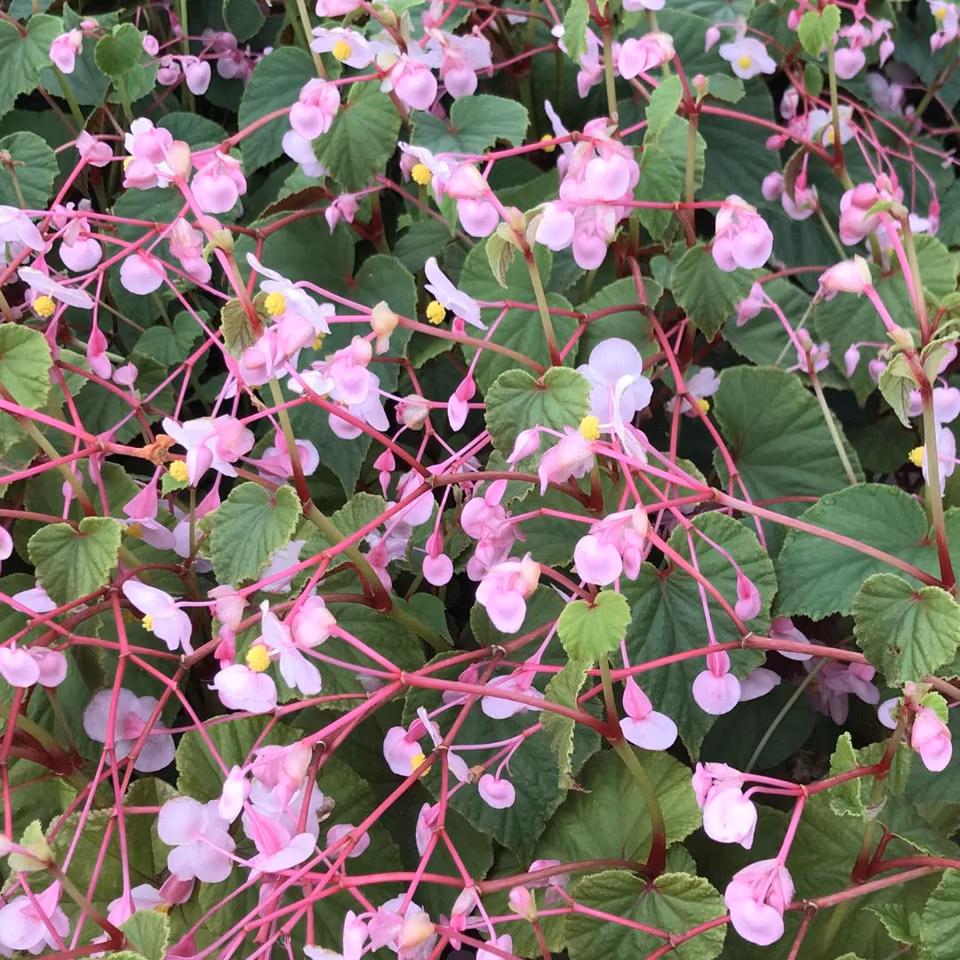 Begonia grandis
