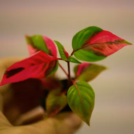 Alternanthera ficoidea 'Papegojblad'