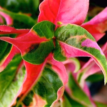 Alternanthera ficoidea 'Papegojblad' 10 cm