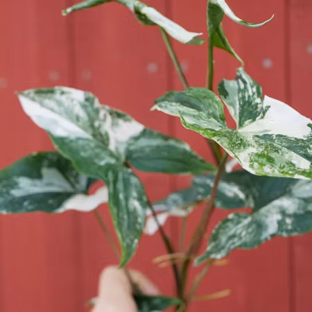 Syngonium podophyllum 'Albo Variegata'