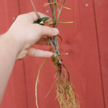 Syngonium podophyllum 'Albo Variegata'