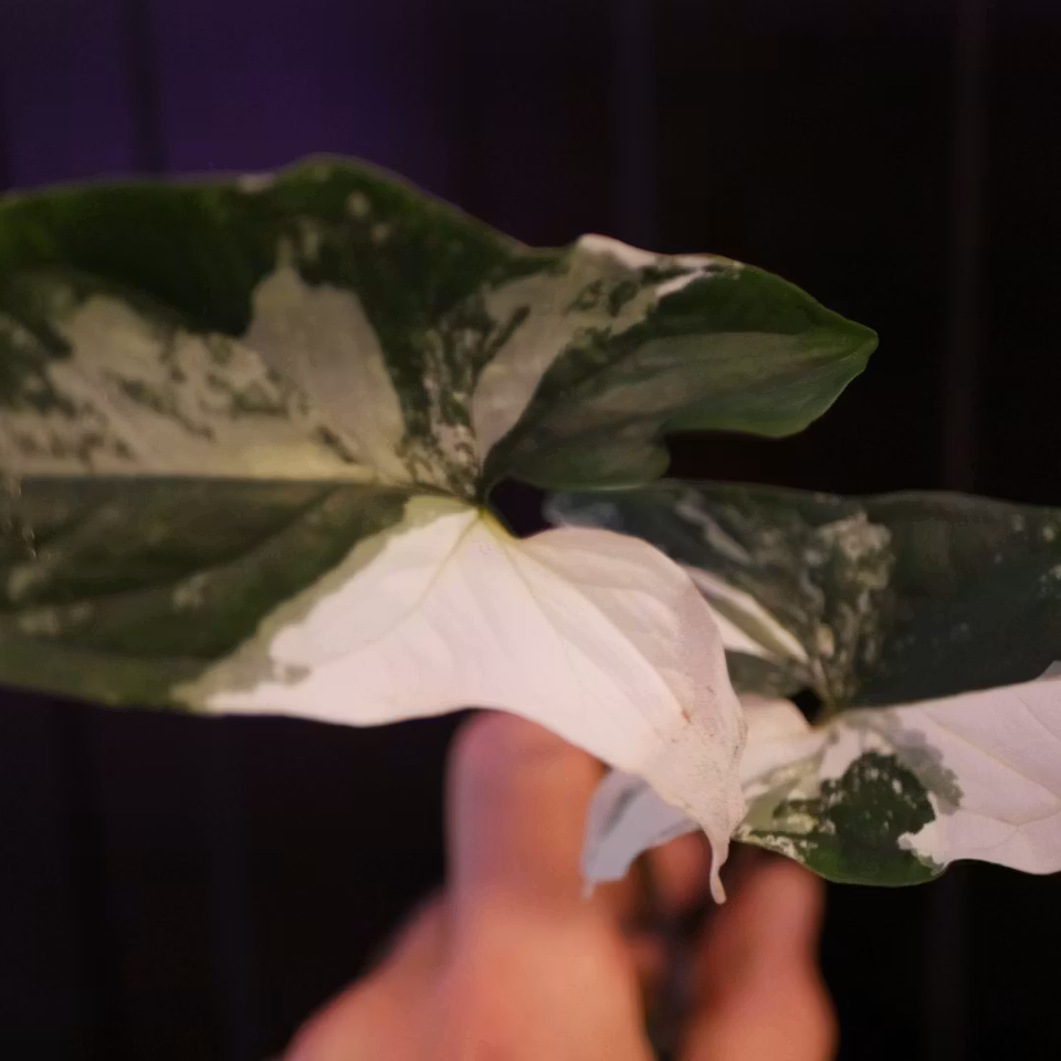 Syngonium podophyllum 'Albo Variegata'