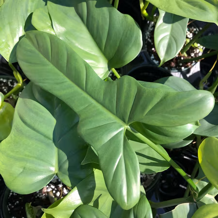 Philodendron bipennifolium