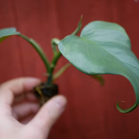 Philodendron bipennifolium