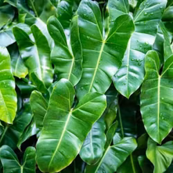 Philodendron 'Burle Marx'