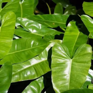Philodendron 'Burle Marx'