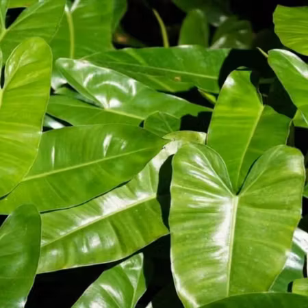 Philodendron 'Burle Marx'