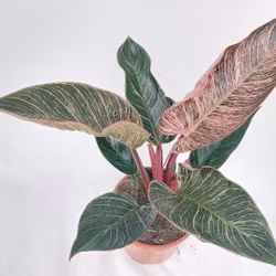 Philodendron 'Pink Bikini'