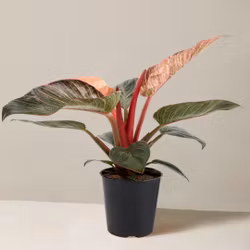 Philodendron 'Pink Bikini'