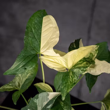 Syngonium podophyllum 'Albo Variegata'