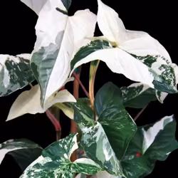 Syngonium podophyllum 'Albo Variegata'