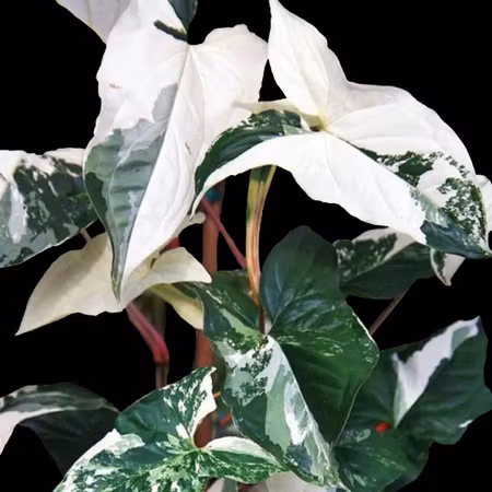 Syngonium podophyllum 'Albo Variegata'