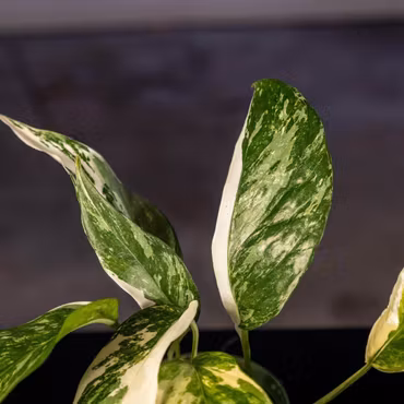 Epipremnum pinnatum 'Albo Variegata'