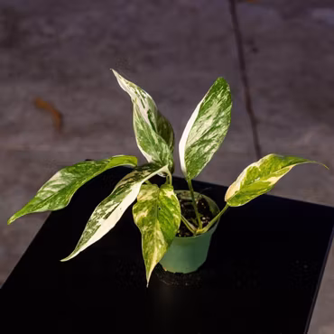 Epipremnum pinnatum 'Albo Variegata'
