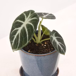 Alocasia ´Ninja'