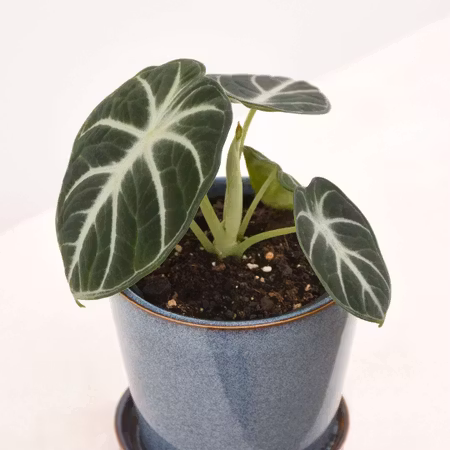 Alocasia ´Ninja'