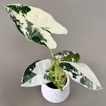 Alocasia micholitziana 'Frydek Variegata