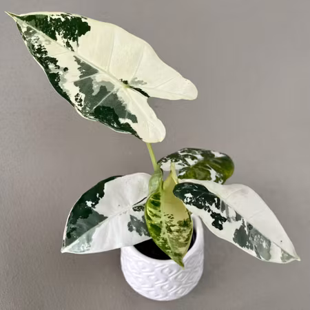 Alocasia micholitziana 'Frydek Variegata