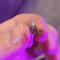 Alocasia micholitiziana 'Frydek'  — Corm