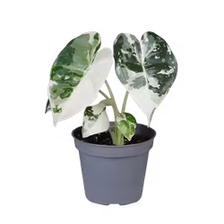 Alocasia micholitiziana 'Frydek'  — Corm