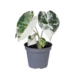 Alocasia micholitziana 'Frydek Variegata' 35 cm (12 cm kruka)