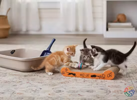 Kattlåda Trixie utgående produkt