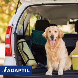 ADAPTIL® Transport Spray 20 ml/60 ml
