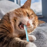 Bucacat® Tandgel med enzymer
