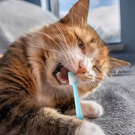 Bucacat® Tandgel med enzymer