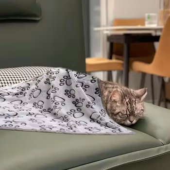 Mjuk och varm kattfilt