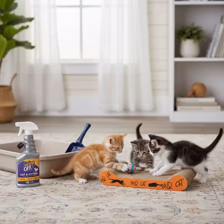 MINI Kattpaket