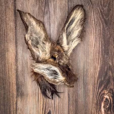 Hjortöra med päls 🇸🇪