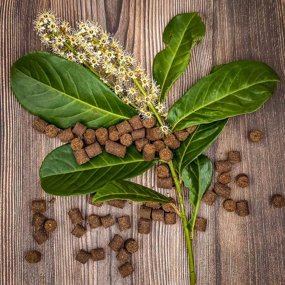 Petgood® Insektsbaserat Hundgodis för Glänsande Päls 100g