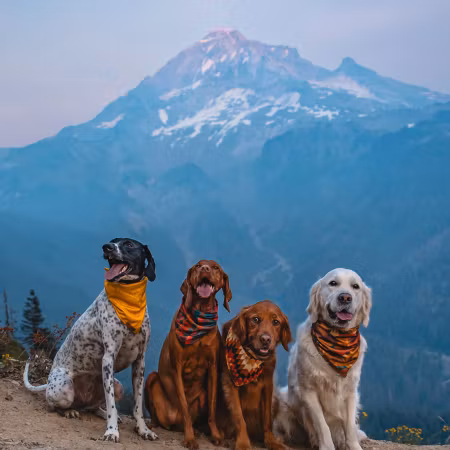 Wilderdog Dog Bandana